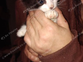 8 week old kittens for sale