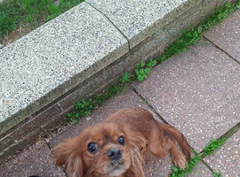 Kc registered female