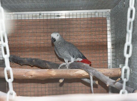 WANTED AFRICAN GREY ADULT FEMALE NEED NOT BE TAME.