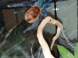 Female GGB and full set up