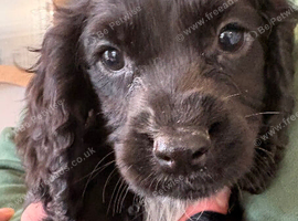 Beautiful 8 week old cocker spaniel puppies