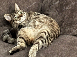 1 year old male cat