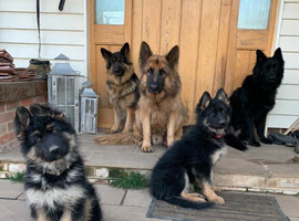 Female long/medium puppies