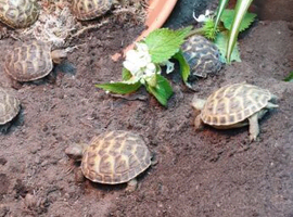 Baby Horsfield tortoises