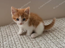 10 gorgeous ginger kittens. Full add in pictures!