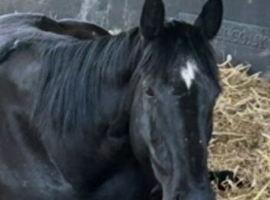 Broodmare potential black small but deep tb mare