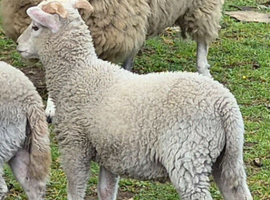2 rams