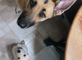 Female White GSD Puppy