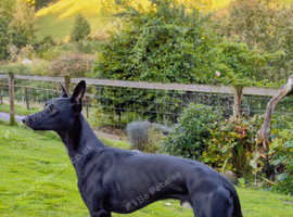 Lurcher Stud Available