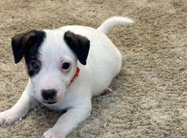Traditional mini Jack Russell pups