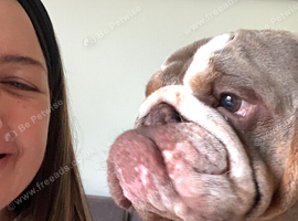 British bulldog pedigree 5 gen papers