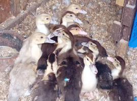 Muscovy ducklings