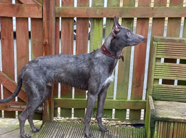 Deerhound bull greyhound