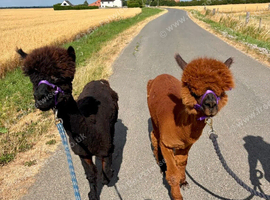 2 castrated male alpaca