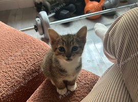 Beautiful boy ready for new home