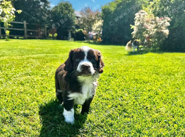 Cocker spaniel x chihuahua