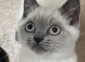 Last male British shorthair
