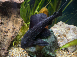 Common plec , tank cleaner , sucker fish