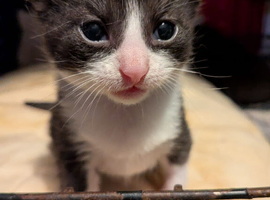 Kittens