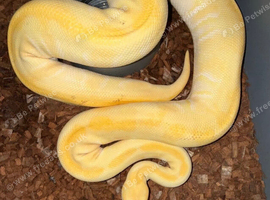 Urgent female Phantom YB Enchi Albino royal ball python
