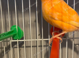 Red Factor Pair