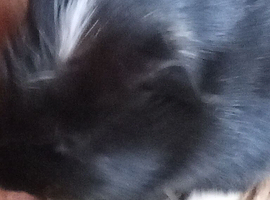 Guinea pigs for sale