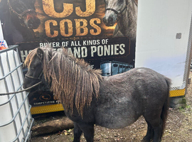 Black roan Shetland gelding 3 yr old