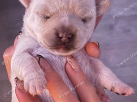 French bulldog x chihuahua puppies