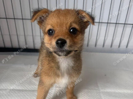 Norfolk terrier x Pomeranian 3 LEFT