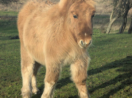 Registered standard shetland