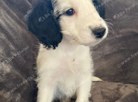 Beautiful cockapoo puppies