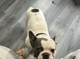 Male French bulldog