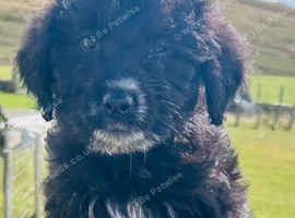 7 Lovely borderdoodle puppies