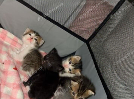 Kittens