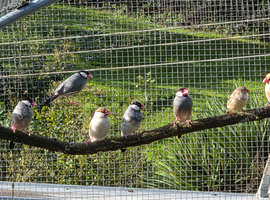 Java sparrows and zebra finches