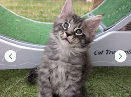 Tica registered mainecoons
