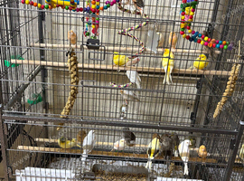 Border canaries