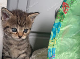 British shorthair mixed