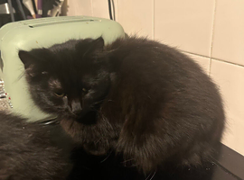 Male cat