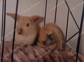 Half mini lop rabbits