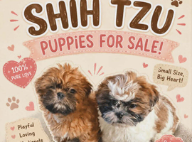Shih-Tzu puppies.
