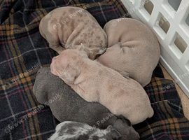 5 beautiful Frenchie X puppies