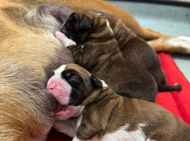 Red boxers pups for sale