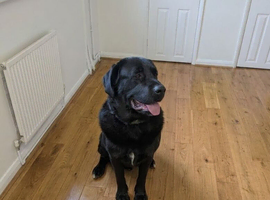 Caucasian shepherd/Great Dane/cane corso mix