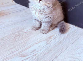 Scottish straight kittens