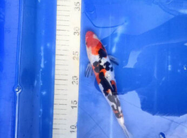 Japanese koi