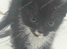 Kitten