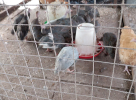 Guinea keets
