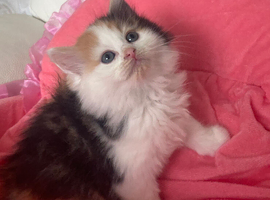 Maine Coon x Ragdoll Cross Long haired Ready 26th June