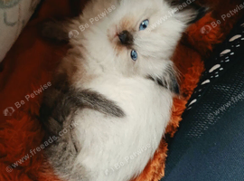 Ragdoll kittens